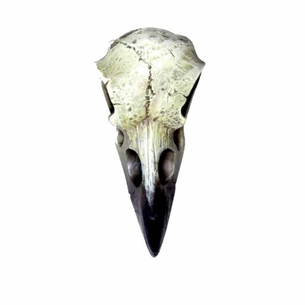 mini crâne de corbeau