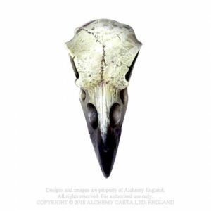 mini crâne de corbeau