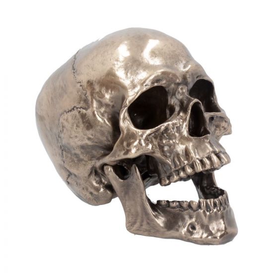 Crâne à Mâchoire Articulée